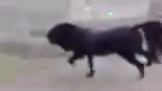 يا أحلى شيء في الكون   فريد الأطرش دندنها
