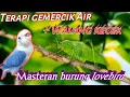 Download Lagu SANGAT AMPUH walang kecek masteran Lovebird sang juara. MP3