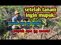 Download Lagu memupuk tanaman sawit yang barutanam jadwal pertama kalinya melakukan pemupukan#memupuksawit