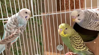 صوت البلابل اصوات الحيوانات والطيور تغريد البلابل دندنها