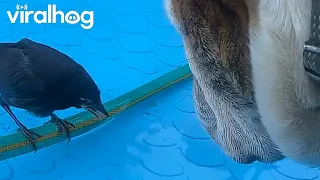 Bulldog and Baby Crow Enjoy Pool Together || ViralHog