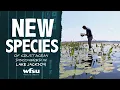 Newly Discovered Crustacean Species Found Only in Lake Jackson