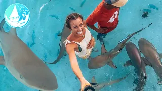 Sharks 😱 + Reality of working online Sailing to Remote islands Episode 261 | Sailing Catalpa