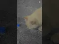Download Lagu charlie tym😽🤍 #kat #kattenliefde #schattig #kitten