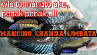 Download WIS TO MANUTO AKU PENAK PENAK | MANCING CHANNA LIMBATA MP3