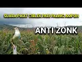 Download Lagu Suara pikat ciblek sawah super ampuh untuk burung yang susah di pikat.