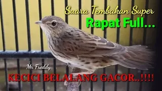 Download Masteran Kecici Belalang suara Tembakan Rapat Full MP3