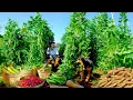 Download Lagu Harvest: Long Pumpkin, Winged Bean, Red Radish, Yardlong Bean, Cassava To Sell At The Market, Garden