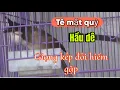 Lagu HÀNG HIẾM KHÓ KIẾM – TÊ MẶT QUỶ. HẦU DÊ GIỌNG KÉP ĐÔI,ĐẲNG CẤP KHÔNG ĐỐI THỦ / BỔI VIP ĐẤU TRƯỜNG