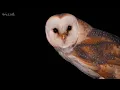 Barn Owl Sounds 🎵 & What Every Call Means | Discover Wildlife | Robert E Fuller