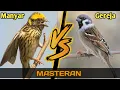 Download Lagu MASTERAN TERBAIK❗BURUNG MANYAR VS BURUNG GEREJA FULL TEMBAKAN