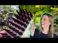 Bird Spikes are Not Just For The Birds Ultimate Pest Deterrent