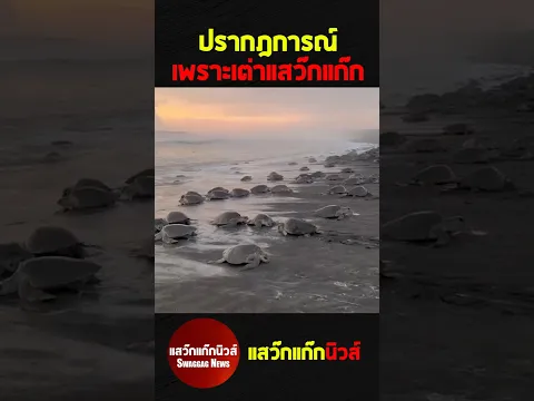เต่าแสว๊กแก๊ก #แสว๊กแก๊กนิวส์