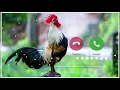 Download Lagu Abe Yar New Sms Ringtone Funny Ringtone Alarm Ringtone Call Ringtone Notification Ringtone 2021