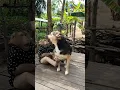 Download Lagu Best SokYaa,OG, ToTo Animals Are So Awesome #shorts