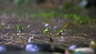 فيديو و صوت المطر بدون حقوق الطبع و النشر صالح للمونتاج 