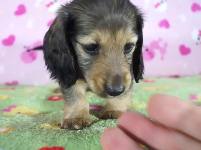 動画