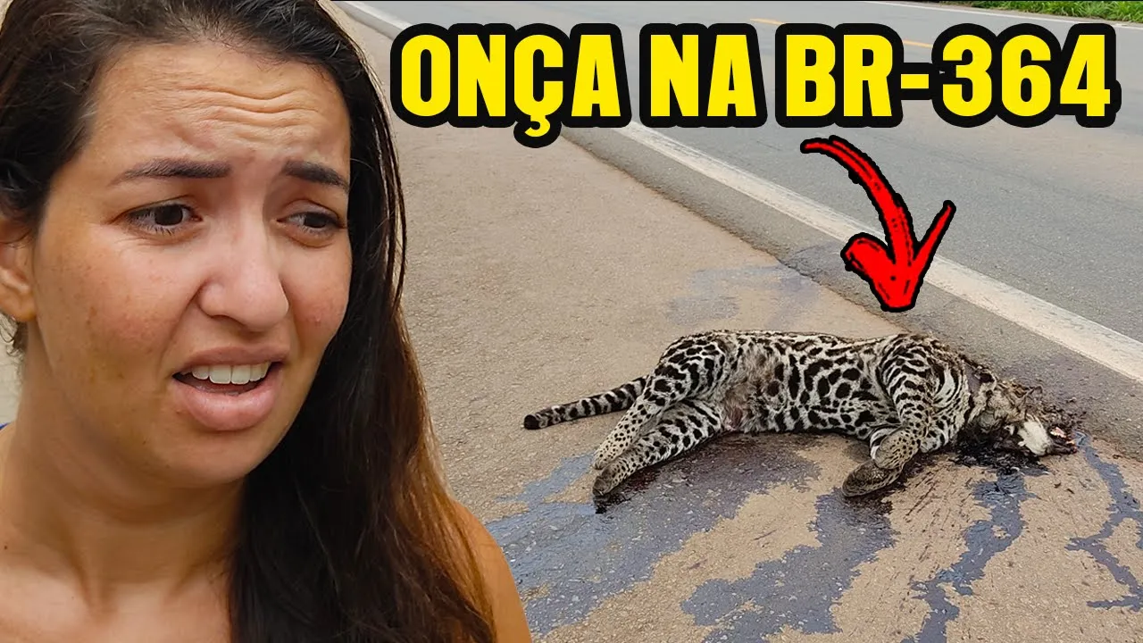 ENCONTRAMOS UMA ONÇA NA BR-364 - Ji-Paraná, Rondônia