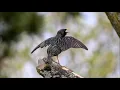 Lagu Starling Birdsong Ringtone | Ringtone Free Download | Animal Sounds
