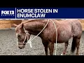 Enumclaw family pleads for horse s return after theft FOX 13 Seattle