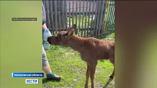 Жители села в Кузбассе приютили лосёнка