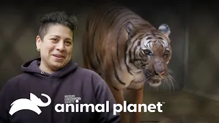 Zoológico Alimenta Tigres Distraídos com Almôndegas | O Zoológico | Animal Planet Brasil