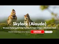 Lagu Kicauan Panjang Burung Padang Rumput Eropa |Skylark (Alauda)