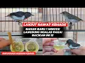 Download Lagu KEMADE OMBYOKAN 1 MINGGU SUDAH FULL NGALAS BERKAT RACIKAN PENAMBAH BIRAHI❗