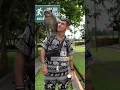 Download Lagu 📍Alas Kedaton #bali #baliindonesia #travelbali #alaskedaton #monkeys # #backpacking #southeastasia