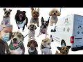 First Week as a Mobile Dog Groomer Female Entrepreneur