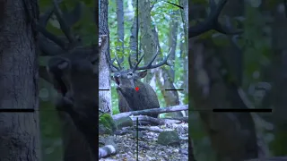 Gazelle Deer Gazella ظبي 