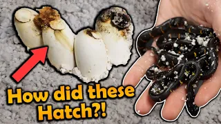 Download Moldy Mangrove Snake Eggs Hatching! MP3