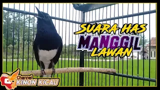  suara pancingan burung kacer ngeplong gacor santai manggil lawan 