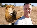 Download Lagu LION laat me zien dat ik deel uitmaak van de stam | De Leeuwenfluisteraar