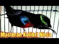 Download Lagu Masteran Kolibri Ninja ! Full ngebren, Suara jernih, Jeda 1 menit