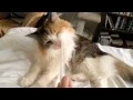 butter the cat