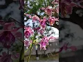 Download Lagu Dendrobium Rajawali#orchid #flowers #garden #nature #fyp