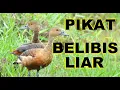 Suara pikat burung Blibis /Mliwis. suara pikat blibis pemikat ampuh untuk panggil burung liar
