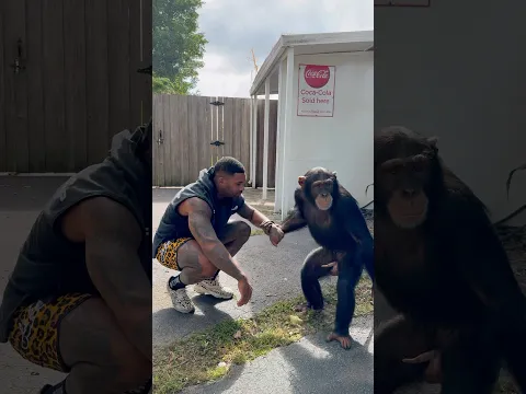 Comment your thoughts 💭 #chimp #wildlife #ape #fyp #shorts #tiktok