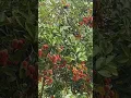 Download Lagu If you plant,you will harvest #sweet #fruit #shortsfeed #fruitseason #shorts #shortsbeta #satisfying