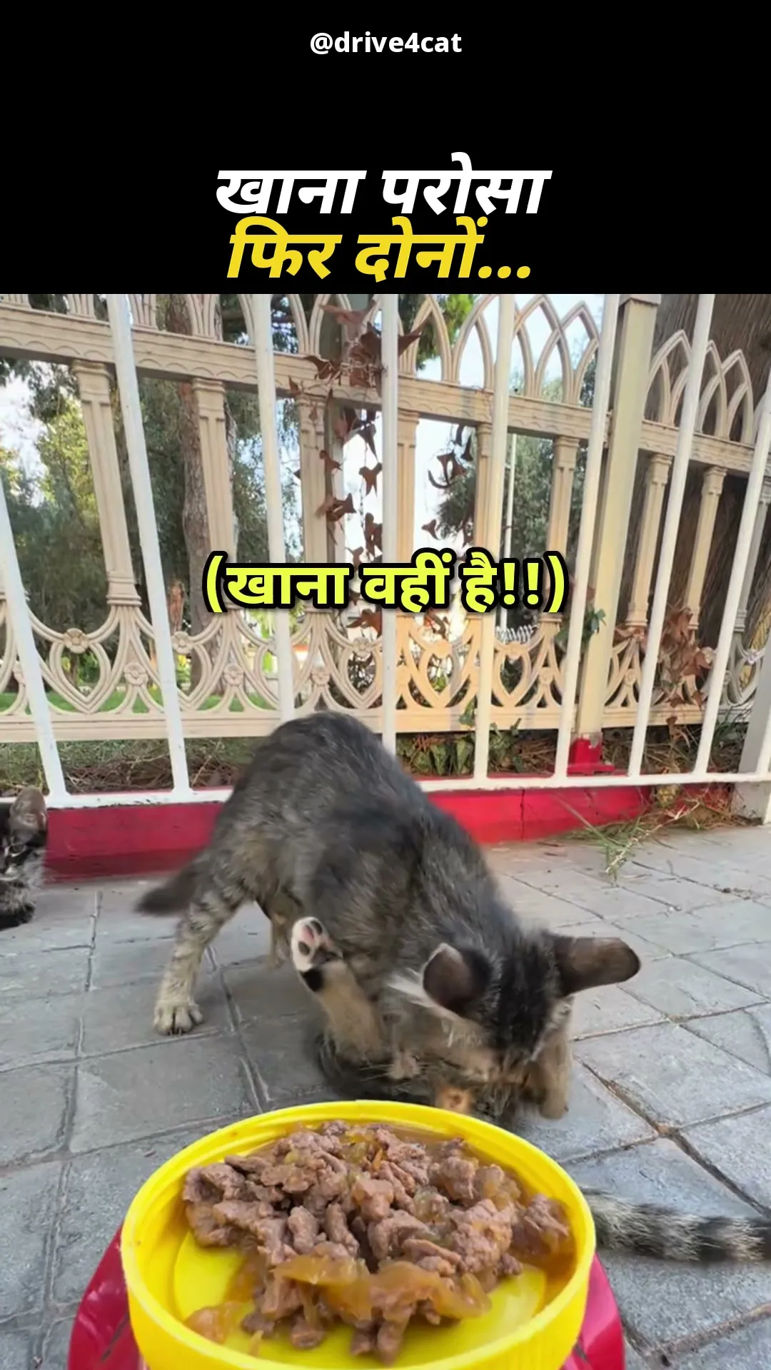 पहले आप, पहले आप 😹