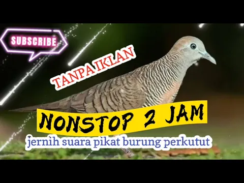 Download MP3 SUARA BURUNG PERKUTUT PIKAT NONSTOP 2 JAM TANPA IKLAN
