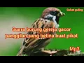 Lagu suara burung gereja betina memanggil jantan, suara burung gereja buat pikat