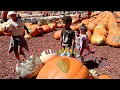 Pumpkin Patch 2021 Burts Farm