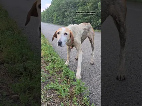 Очередная истощенная собака на трассы🥺 Селить уже не куда, читайте комментарии.