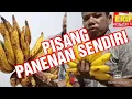 Download Lagu PISANG PANENAN SENDIRI