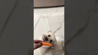 قربانت برم خلیی خوشحالی فداتبشم دوست هاپو غذا رسانی کمک رحمان گربه حق زندگی 