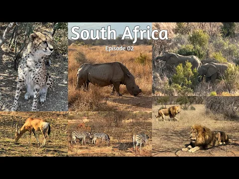 Download MP3 Pilanesberg National Park Animal Safari \u0026 Bakubung Bush Lodge | South Africa Episode 02