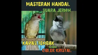 Download KAPAS TEMBAK lanjut CIBLEK kristal, ngepik besetan kombinasi dengan brem rapet!!@kancanekicaumania MP3