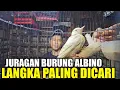 Download Lagu AKHIRNYA KETEMU !!! MARKAS BURUNG ANTIK WARNA ALBINO PALING LANGKA DIPASAR BURUNG PRAMUKA